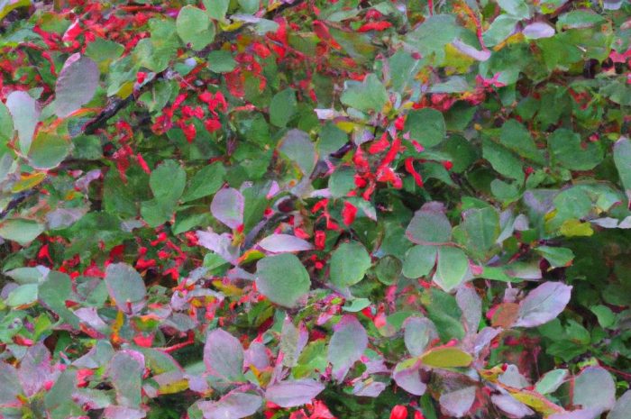 Jaki nawóz do berberysów sprawdzi się najlepiej? Ciesz się pięknym krzewem!