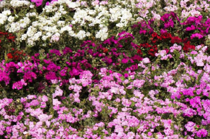 Jaki nawóz do goździków można zastosować, by wesprzeć swoją ogrodową rabatę?