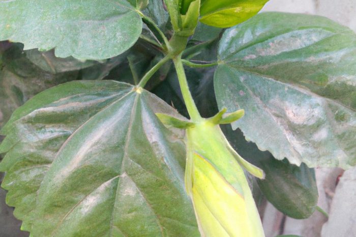 Jaki nawóz do hibiskusa? Czego potrzebuje ten tropikalny gatunek?