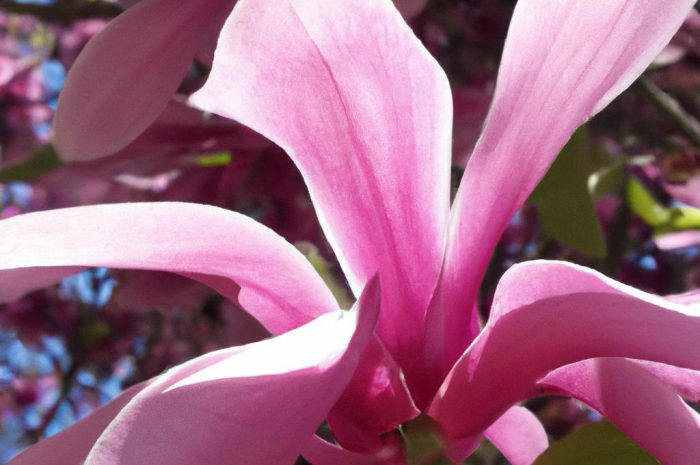 Jaki nawóz do magnolii zastosować, by drzewo obrodziło w okazałe kwiaty?