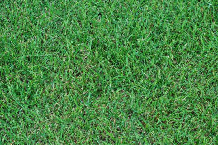 Jaki nawóz do trawy na wiosnę wybrać? Czym nawozić trawnik wiosną i jak wygląda pielęgnowanie trawnika?