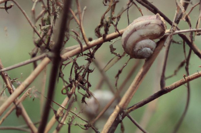 Jakich roślin nie lubią ślimaki w ogrodzie? Co sadzić, aby je odstraszyć?