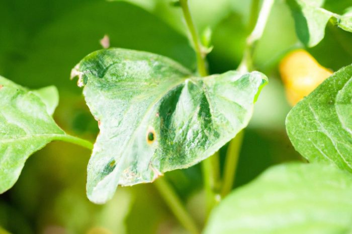 Jakich roślin nie lubią opuchlaki? Ekologiczne metody zwalczania szkodników
