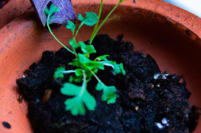 Jakie doniczki na balkon lub taras wybrać?