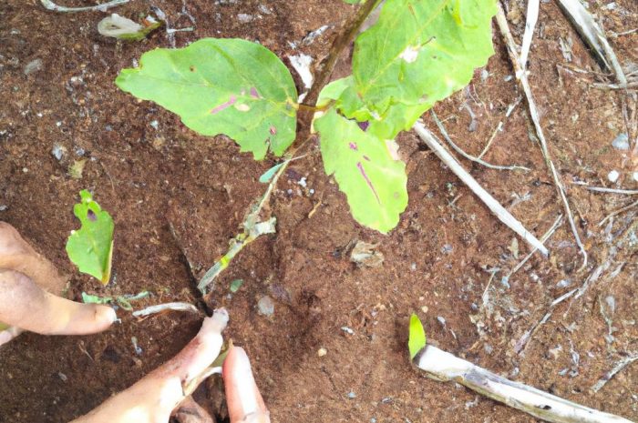 Jakie krzewy sadzimy jesienią? Porady i wskazówki