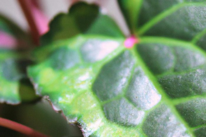 Jakie kwiaty do pokoju są warte uwagi? Poznaj te najpopularniejsze!