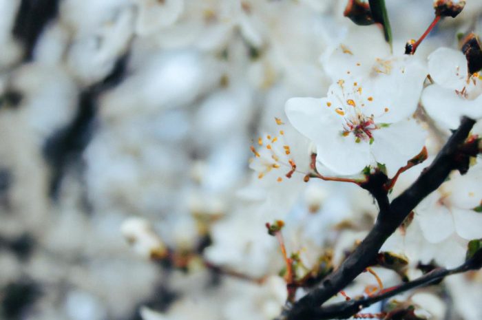 Jakie kwiaty kwitną w marcu? Wiosenne kwiaty, które warto posadzić w ogrodzie
