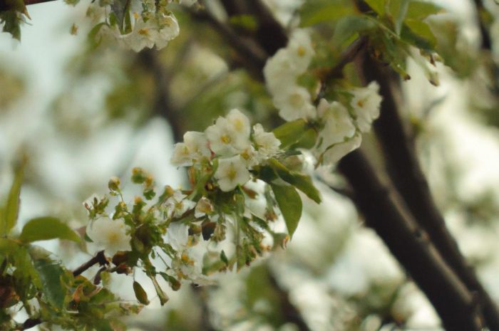 Jakie kwiaty kwitną wiosną? Rośliny cebulowe i byliny w twoim ogrodzie. Jakie krzewy warto uprawiać na rabatach?