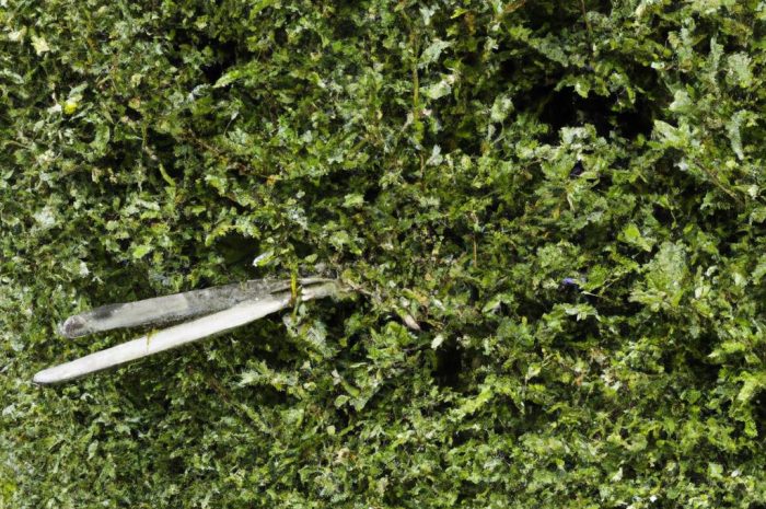 Jakie narzędzia wykorzystać do formowania żywopłotu?