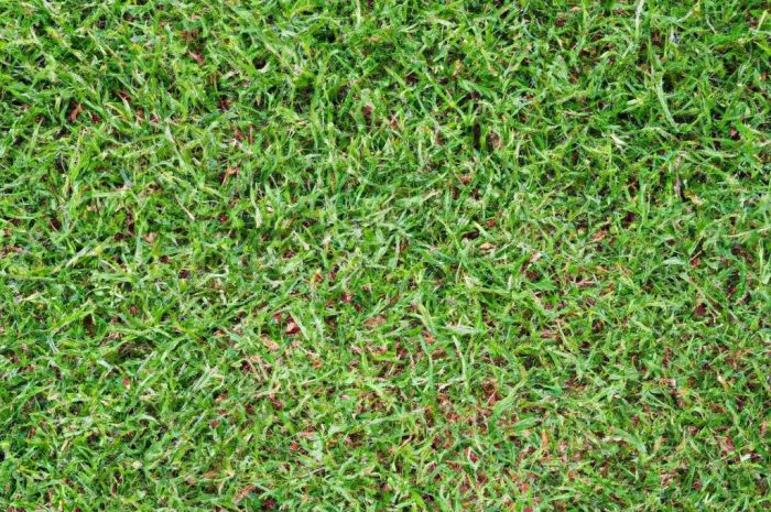 Jakie nawozy do trawy dają najlepsze efekty?