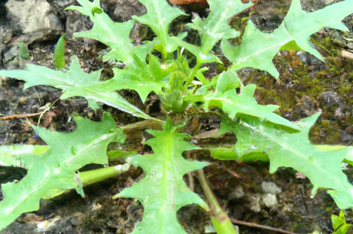 Jakie rośliny mają kolce? Gatunki, które wytwarzają kolce i ciernie