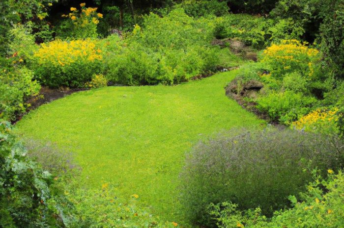 Jakie rośliny sadzić pod drzewami iglastymi w ogrodzie?