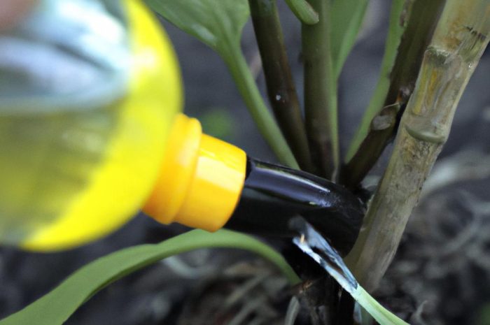 Jakie rośliny podlewać drożdżami? Zastosowanie drożdży w ogrodzie