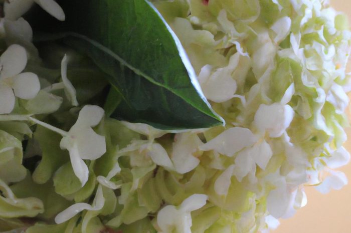 Jakie są najpopularniejsze kwiaty do kuchni? Sprawdź które gatunki wybrać!