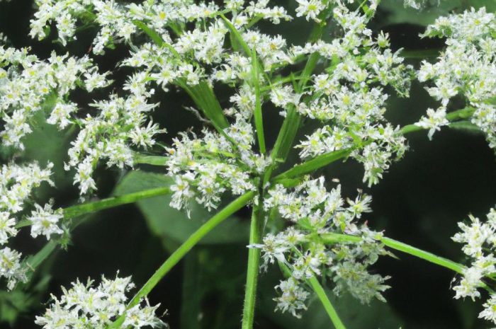 Jakie właściwości lecznicze ma podagrycznik pospolity i na jakie choroby go warto stosować?