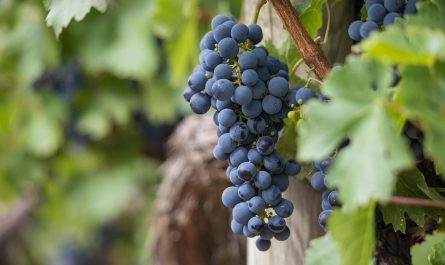 Jakie wymagania ma Vitis vinifera i jak ją uprawiać? Poznaj przydatne wskazówki dotyczące hodowli tej rośliny!