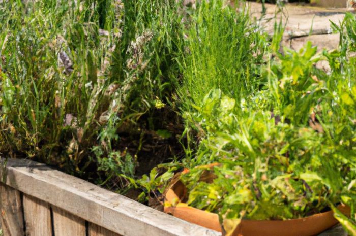 Jakie zioła warto zasadzić w swoim ogrodzie?