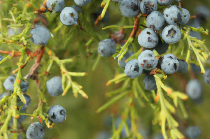 Jałowiec ,,Blue Arrow” – poznaj najważniejsze zasady sadzenia i pielęgnacji tej odmiany jałowca skalnego!