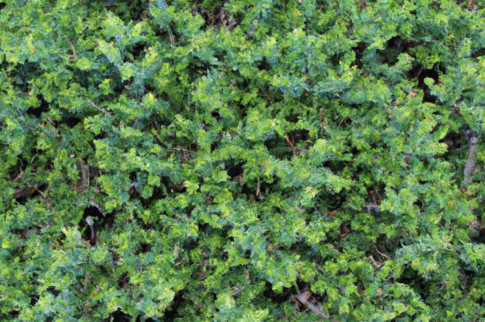 Jałowiec płożący – na czym polega jego uprawa i jak można go wykorzystać w ogrodzie?