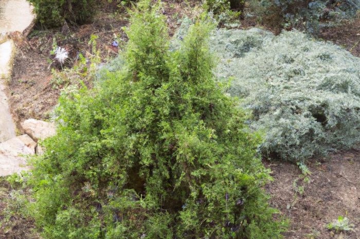 Jałowiec pospolity – jak pielęgnować i uprawiać go w ogrodzie?