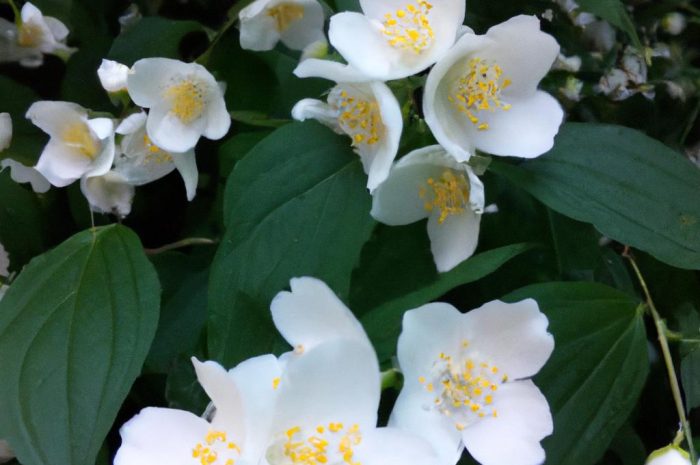 Jaśmin nagokwiatowy – co to za krzew? Sprawdź, co koniecznie musisz wiedzieć o uprawie tej rośliny!