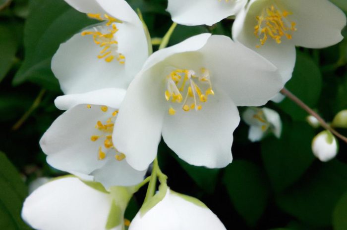 Jaśmin wielkolistny – co to za kwiat? Jak wygląda? Sprawdź, jak go uprawiać i pielęgnować!