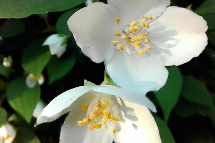 Jaśminowiec – krzew idealny do ogrodu. Poznaj roślinę myloną z wonnym jaśminem