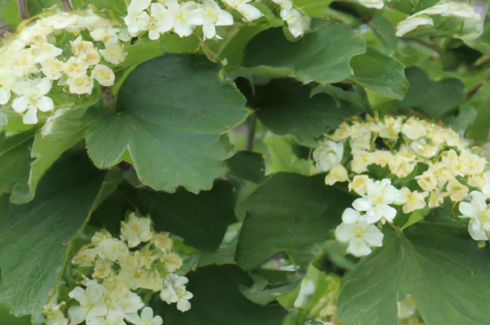 Jarząb szwedzki – charakterystyka i uprawa krzewu ozdobnego Sorbus intermedia