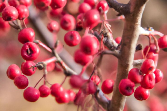 Jarząb (Sorbus) – jak wygląda uprawa popularnej jarzębiny?