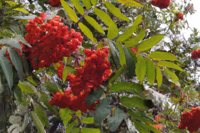 Jarząb mączny – odporne drzewo do ogrodu i przestrzeni miejskiej