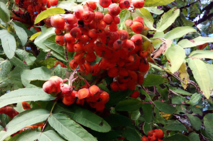 Jarząb pospolity – wymagania, odmiany i uprawa Sorbus aucuparia. Jak pielęgnować jarzębinę?