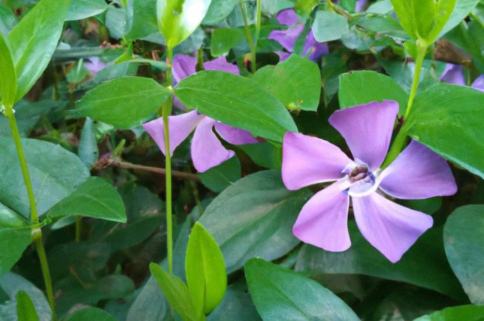 Jarzmianka większa – roślina idealna do uprawy w miejscach półcienistych