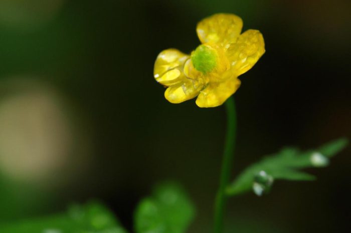 Jaskier azjatycki – wymagania i uprawa w gruncie i doniczce