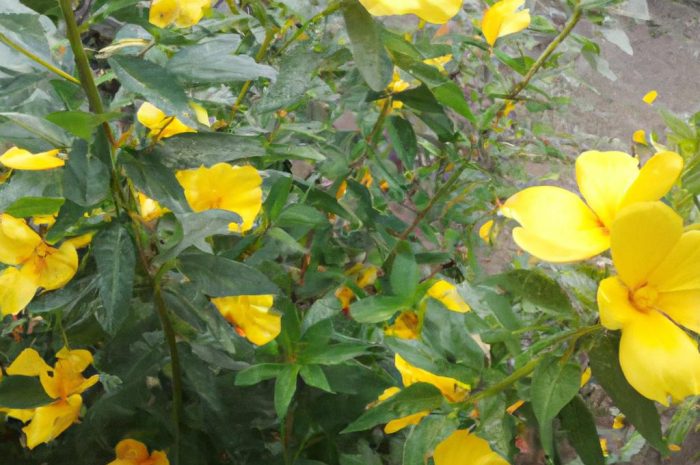 Jaskier ostry – jak uprawiać tę piękną roślinę w swoim ogrodzie?