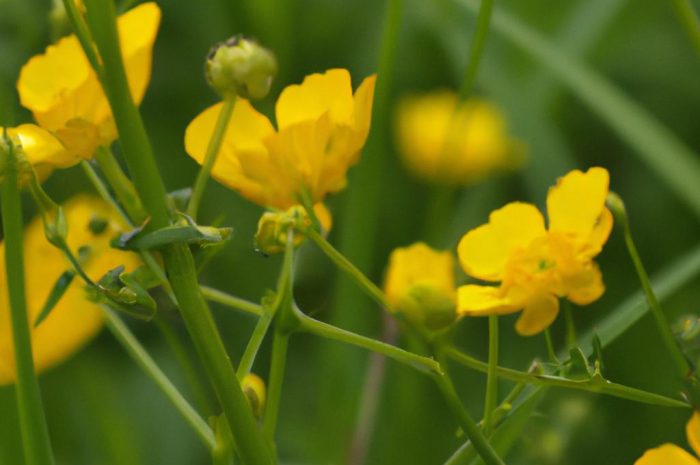 Jaskier polny – zagrożony wyginięciem chwast odłogowy. Co warto o nim wiedzieć?