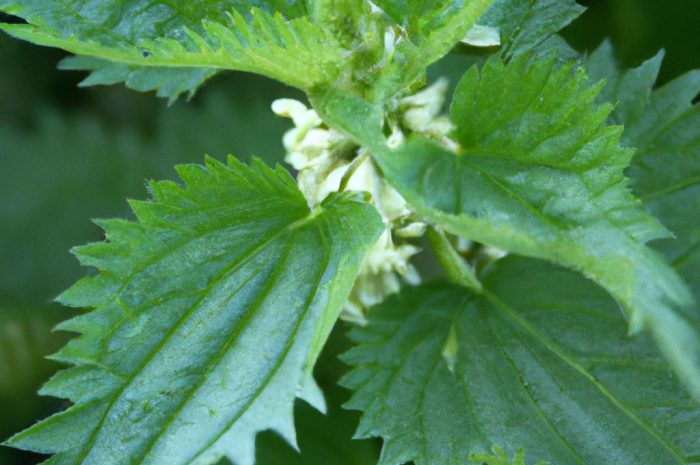 Jasnota biała – uprawa nieparzącej pokrzywy i jej właściwości