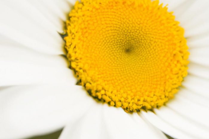 Jastrun wielki (Leucanthemum maximum) – popularny kwiat, który ozdobi każdy ogród! Czym wyróżnia się ta roślina?