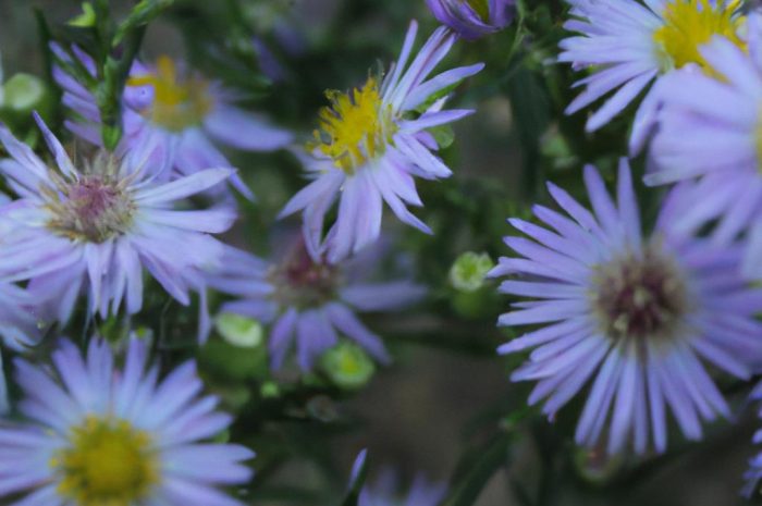Jastrzębiec kosmaczek – wieloletnia roślina lecznicza. Jak hodować go w ogrodzie?