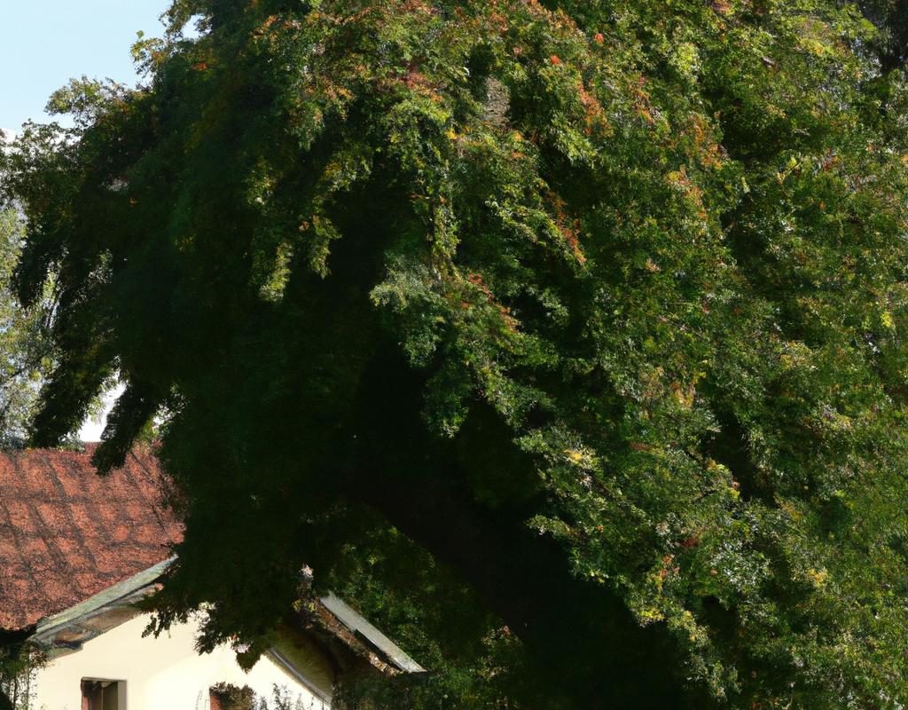 Bratki zimowanie w ogrodzie – czego potrzebują?