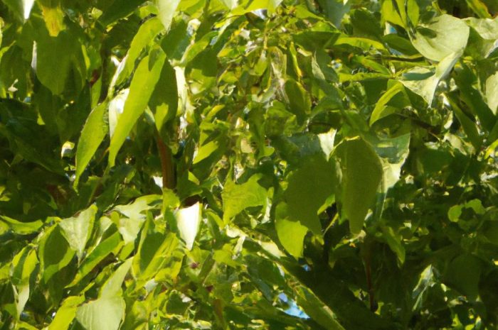 Jesion wąskolistny – ozdobne drzewo, które warto uprawiać w ogrodzie!