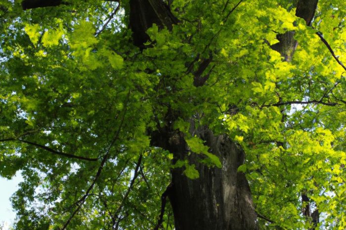 Jesion wyniosły – wymagania i uprawa tego imponującego drzewa