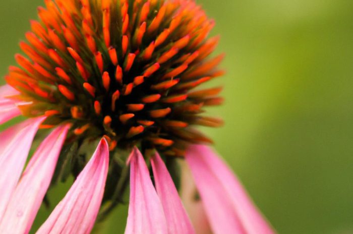 Jeżówka blada – uprawa i zastosowanie ozdobnej rośliny