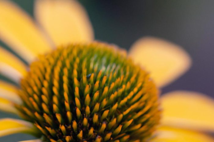 Jeżówka żółta – poznaj sekrety uprawy żółtych kwiatów z gatunku Echinacea