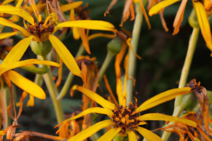Języczka pomarańczowa (Ligularia dentata) – uprawa, rozmnażanie i pielęgnacja w ogrodzie i na balkonie. Sprawdź nasze wskazówki