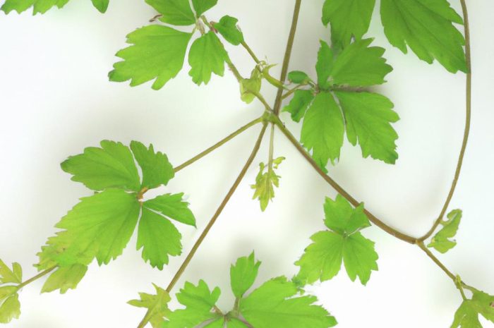 Jiaogulan – uprawa w ogrodzie. Zobacz, jakie wymagania uprawowe ma ziele długowieczności!