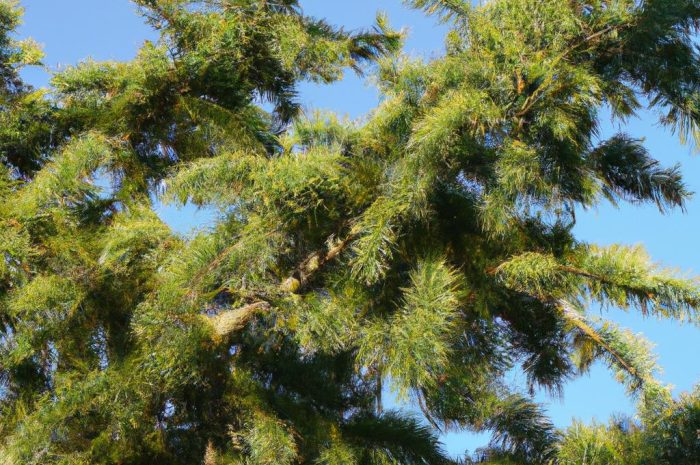 Jodła hiszpańska – uprawa i podstawowe informacje na temat Abies pinsapo!