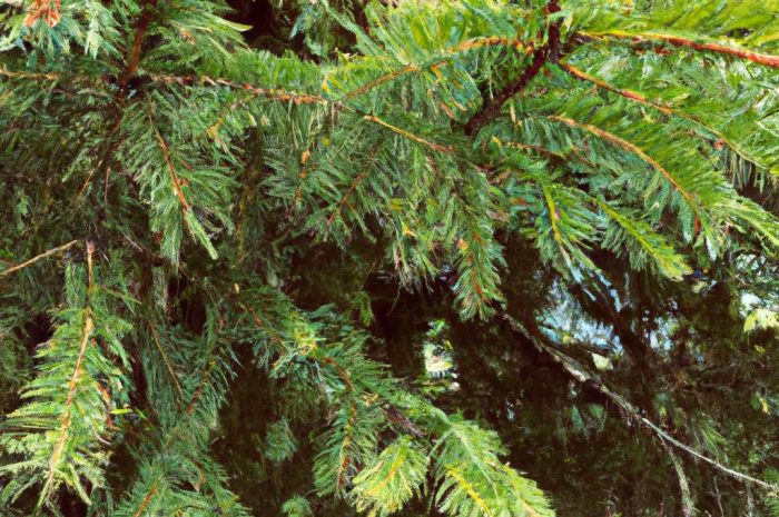 Jodła kalifornijska – drzewo, które zachwyca idealnym pokrojem!