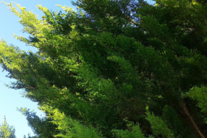 Jodła pospolita – jakie ma wymagania i jak wygląda jej pielęgnacja?