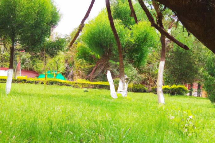 Jodła – poznaj najpopularniejsze gatunki Abies. Czy można uprawiać je w ogrodzie?