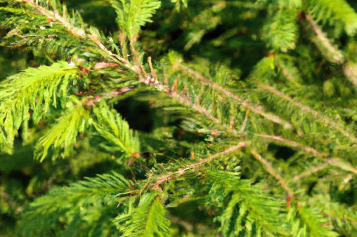 Jodła balsamiczna – jak uprawiać to atrakcyjne drzewo iglaste?